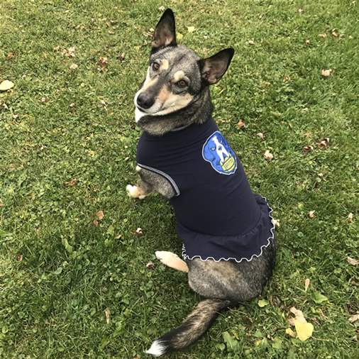 Dog Cheerleader Dress