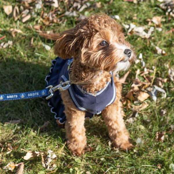 Dog Cheerleader Dress – The College of St. Scholastica Saints Shop