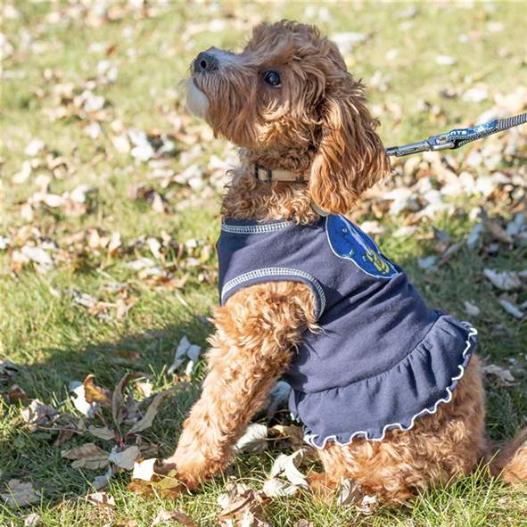 Dog Cheerleader Dress – The College of St. Scholastica Saints Shop